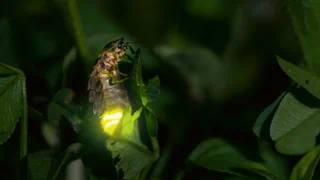 Tier des Jahres 2019 – Das Glühwürmchen soll die Lage der Insekten in den Fokus rücken