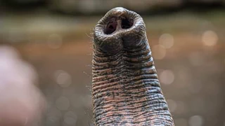 Fingerspitzengefühl im Rüssel – Worin liegt das Geheimnis der Feinmotorik von Elefanten?