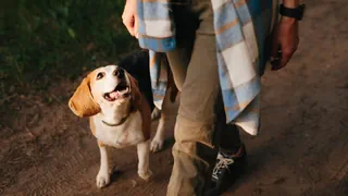 Beziehung seit 16’000 Jahren – Hund und Mensch: Ziemlich lange beste Freunde