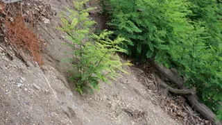 Fremde Pflanzen – Ewiger Kampf gegen invasive Neophyten – Zweifel werden laut