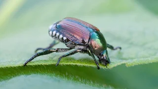 Schäden durch invasiven Käfer – Der Japankäfer frisst sich durch die Schweizer Weinreben