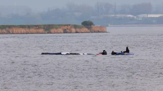 Gestrandet in der Ostsee – Buckelwal Timmy: Zweiter Tag der Befreiungsaktion gestartet