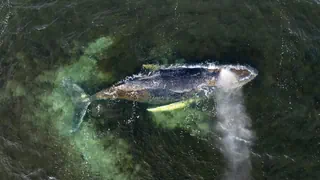 Erneute Sichtung – Der Buckelwal schwimmt wieder frei in der Ostsee