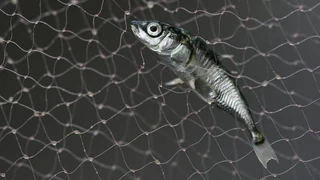 Invasive Fischart – Stichling verschwindet aus dem Bodensee – das freut die Fischer