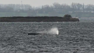 Drama vor Ostseeküste – Gestrandeter Buckelwal noch am Leben – aber verletzt