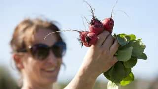 Frühlingsbooster – Radieschenblätter: Vom Abfallprodukt zum offiziellen Lebensmittel