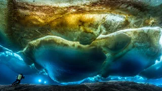 Spektakuläre Aufnahme – Hier schimmern Anemonen im eisigen Buntglasfenster 