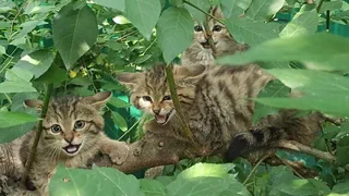 Genf – Spaziergänger finden Wildkatzen – und halten sie für Haustiere