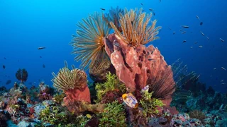 Immer wärmere Weltmeere – Korallen, die der Hitze trotzen: Was macht die Riffe so speziell?