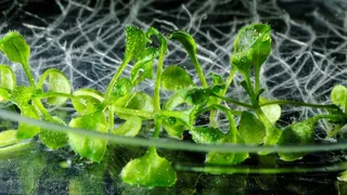 Klimawandel – Wie Pflanzen mit unsichtbaren Schutzbarrieren Dürre überstehen