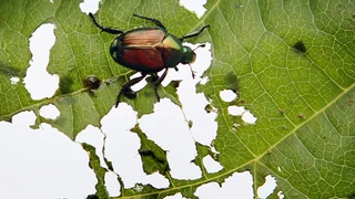 Invasive Spezies – Japankäfer: in der Deutschschweiz bekämpft, im Tessin akzeptiert