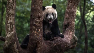 UNO-Weltnaturschutz-Konferenz – 200 Staaten wollen Tiere und Pflanzen vor dem Aussterben retten