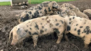 Pilotversuch im Kanton Zug – Wollschweine sollen dem Erdmandelgras den Garaus machen