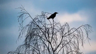 Angriff von oben – Wie in Hitchcocks «Die Vögel»: Krähen greifen in Allschwil an