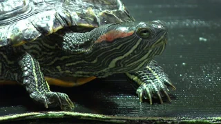 Invasive Tierarten – Mit Hunden auf der Jagd nach Schildkröteneiern