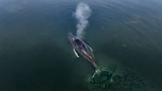 Gestrandet in der Ostsee – Vorbereitungen für den Tod des Buckelwals laufen