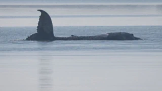 Dänemark – Toter Wal vor Insel Anholt entdeckt – ist es Timmy?