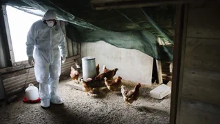 Vogelgrippe in der Schweiz – Eine Impfung gegen die Vogelgrippe