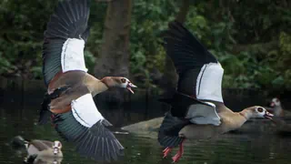 Sie bedrohen hiesige Vögel – Kanton Luzern will Nil- und Rostgänsen den Garaus machen
