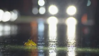 Aufwendiger Amphibienschutz – Wie Winterthur Tausende Frösche vor dem Strassentod rettet