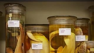 Millionen-«Züglete» – Basler Museum zieht um: 12 Millionen O