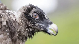 Schlau und schnell – Greifvögel: 8 Fakten über die Könige der Lüfte