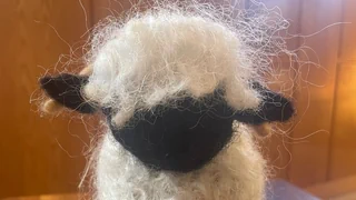 Wege aus dem Überfluss – Von Filz bis Dünger: Neues Leben für Schafwolle