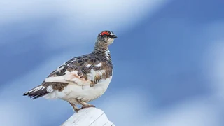 Nach dem Weltnaturgipfel – Klimawandel bringt auch Schweizer Tiere unter Druck