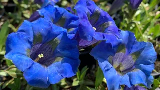 Blumenuhr – Wussten Sie, dass Ihnen Blumen die Zeit anzeigen können?