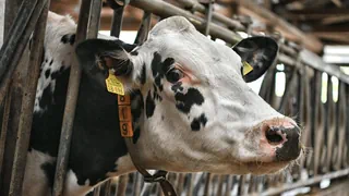 Kühe, Krankheit, Käse – Gefährliche Vogelgrippe – überall wird mit Hochdruck geforscht