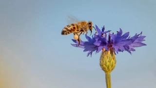 Top 7 Blumen – Forschende küren die Lieblingsblumen der Bienen und Menschen