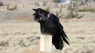 Schlaue Vögel – Raben bedienen sich am Jagdglück von Wölfen