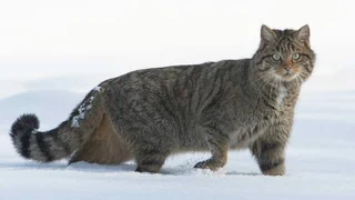 Bedrohte Tierart ausgezeichnet – Europäische Wildkatze zum Tier des Jahres gekürt