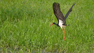 Neue Vogel-Art – Schwarzstorch brütet erstmals in 