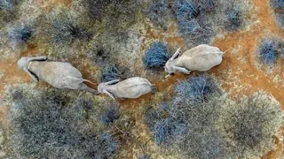 Tierbeobachtung aus dem All – Icarus-Satelliten beobachten das bewegte Leben der Tiere