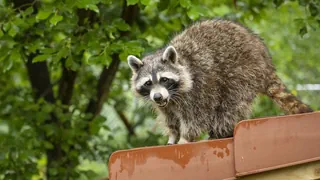 Sichtungen nehmen zu – Herzig aber invasiv: Waschbär in der Nordwestschweiz angekommen