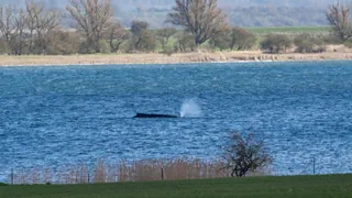 Gestrandet in der Ostsee – Buckelwal wieder gestrandet – Experten geben schlechte Prognosen 
