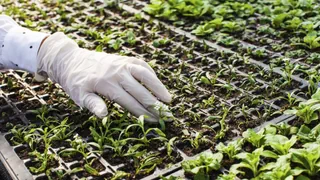 Genschere CRISPR – EU lockert Gentechnik-Regeln: Was bedeutet das für die Schweiz?