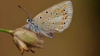 Biologisches Phänomen – Dieser Schmetterling besitzt den grössten Chromosomensatz