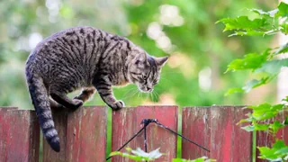Letzte Ruhe – Für immer zusammen: Bern erlaubt Grab mit Haustier