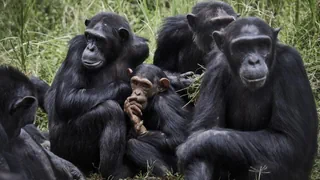 Untersuchung bei Tieren – Homosexualität war für Primaten ein evolutionärer Vorteil