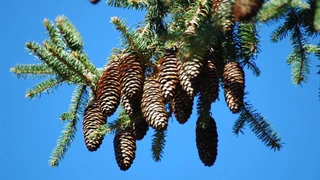 Extreme Klimabedingungen – Welche Bäume braucht der Wald der Zukunft?