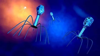 Chronische Infektionen – Phagentherapie – mit guten Viren gegen böse Bakterien