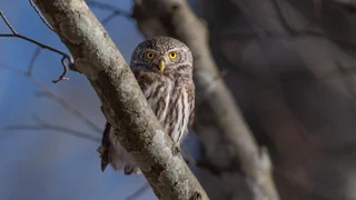 Ornithologische Sensation – Auf den Spuren der Mini-Eule: Der Sperlingskauz breitet sich aus