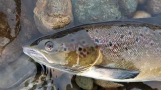 Fische, Krebse und Libellen – Fast ein Viertel der bekannten Süsswassertierarten ist gefährdet