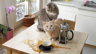 Demolierte Storen – Katze macht Unfug: Warum zahlt die Versicherung nicht?