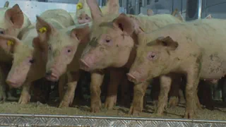 Schweinekrise in der Schweiz – Tausende Ferkel werden notfallmässig zur Schlachtung exportiert