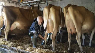 «Ewigkeitschemikalie» PFAS – Belastete Milch in Appenzell – Ursachen sollen nun geklärt werden
