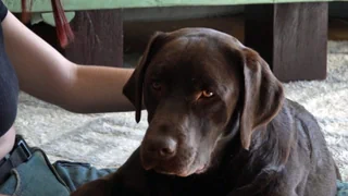 Hunde als Frühwarnsystem – Assistenzhunde erkennen Krankheiten, die Menschen übersehen