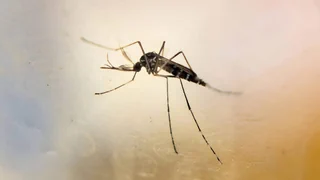 Tropenkrankheiten in Europa – Chikungunya: über 400 lokale Ansteckungen rund um die Schweiz